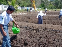 Dukung Ketahanan Pangan, SMKN 5 Baubau Genjot Penanaman Sejumlah Komoditas