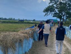 BULOG Sultra Gerak Cepat Atasi Persoalan Gabah Petani Konsel