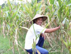 Reforma Agraria Lahirkan Regenerasi dan Kreativitas Petani Muda di Desa Soso
